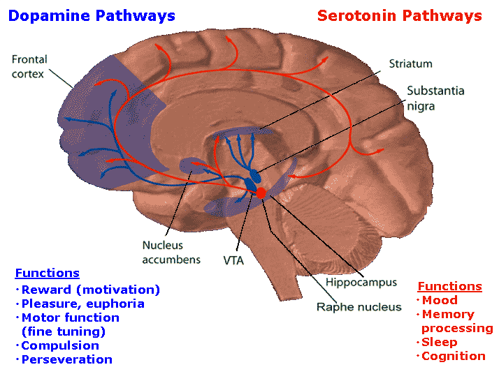 Εικόνα 1.3 Αναλυτική απεικόνιση των περιοχών δράσης της σεροτονίνης στον εγκέφαλο και οι λειτουργίες της. (Basic Neurochemistry, Editors: George J.Siegel / Bernard W.Agranoff R.