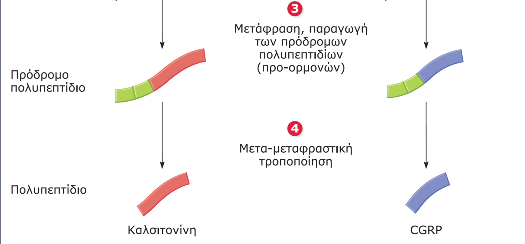 ΕΙΚΟΝΑ 20.17 Η εναλλακτική πολυαδενυλίωση και το εναλλακτικό μάτισμα συντελούν στη σύνθεση ιστοειδικών προϊόντων από το ανθρώπινο γονίδιο της καλσιτονίνης CALC.