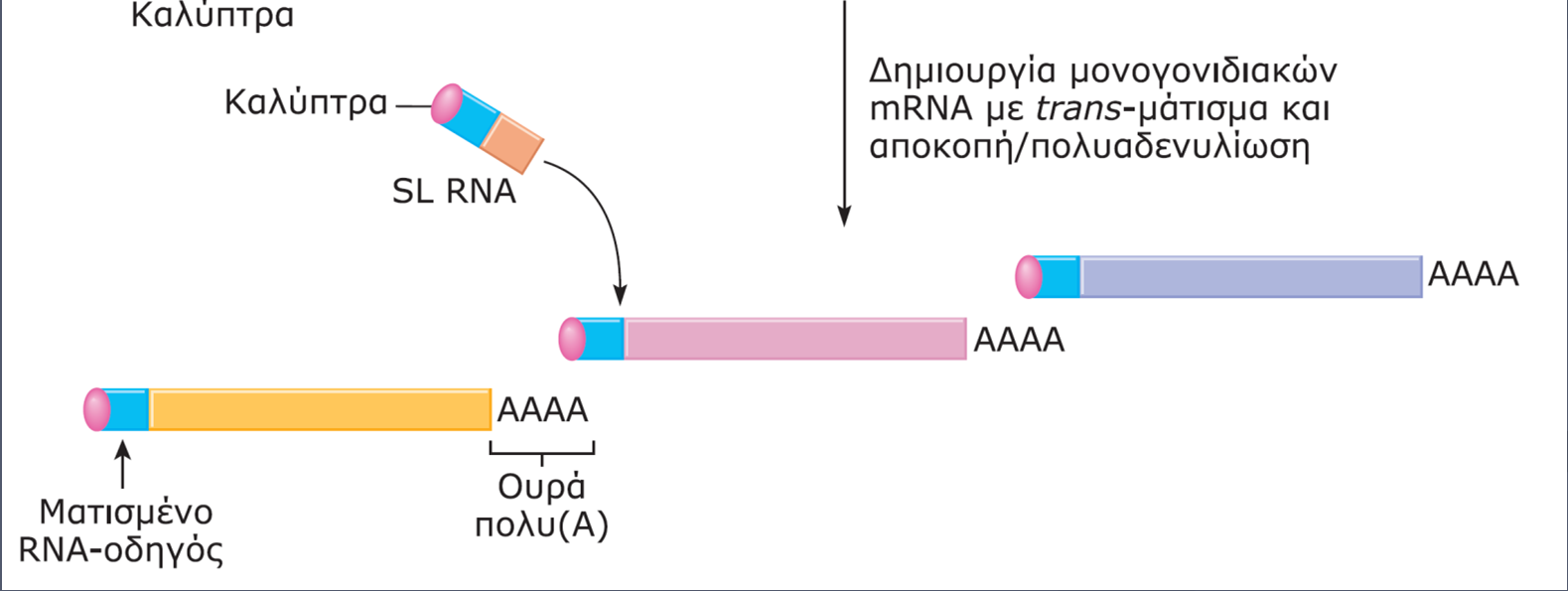 αρχικό ενιαίο πολυγονιδιακό mrna με trans-μάτισμα και