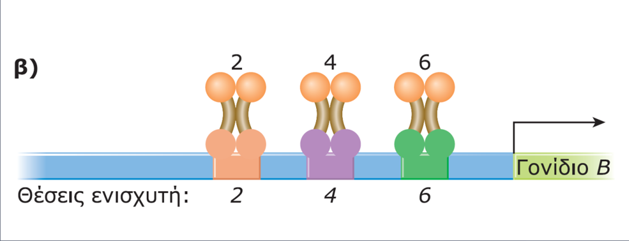 και (β) η μεταγραφή του γονιδίου B ρυθμίζεται από τους ενεργοποιητές 2, 4 και 6. Εξειδίκευση στη πρόσδεση πρωτεϊνικών Συμπλόκων.