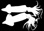 οικολογία science HMA ΓΟΥΣΤΟΥ 2013 29 7 ς Λευκός καρχαρίας Μπαρμπούνι Φαγγρί Γερμανός Θάλασσα Πολική αρκούδα Μαρίδα Γώπα ινομαστιγωτά Τόννος Ξιφίας, συναγρίδα, θαλάσσια χελώνα, δελφίνι, σκορπίνα