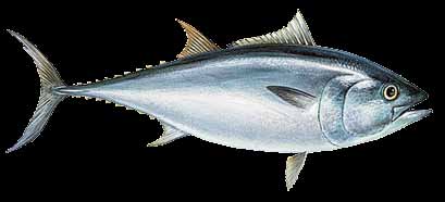 Επίσης διαφέρουν Ρίκι, τοννοπαλαμίδα ή λακέρδα katsuwonus pelamis Το παγκοσμίως δημοφιλές αυτό ψάρι είναι είδος πελαγικό, ωκεάνιο και ωκεανόδρομο με πιο συνηθισμένο μήκος τα 90 εκ.
