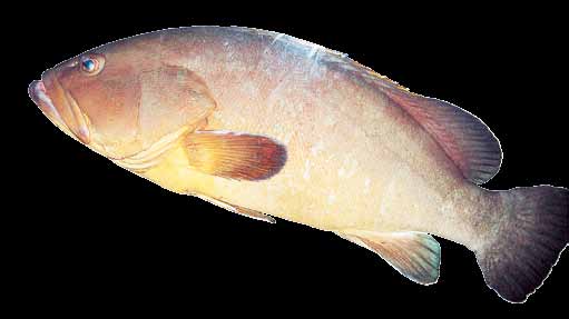 TO BHMA ΚΥΡΙΑΚΗ 18 ΑΥΓΟΥΣΤΟΥ 2013 αλιεία science 31 9 Μπαρμπούνι 50 εκ. Ροφός Epinephelus marginatus 11 εκ. 0 17 εκ. Μπακαλιάρος 20 εκ. 45 εκ. 0 40 εκ. 30 εκ. 1,4 μ.