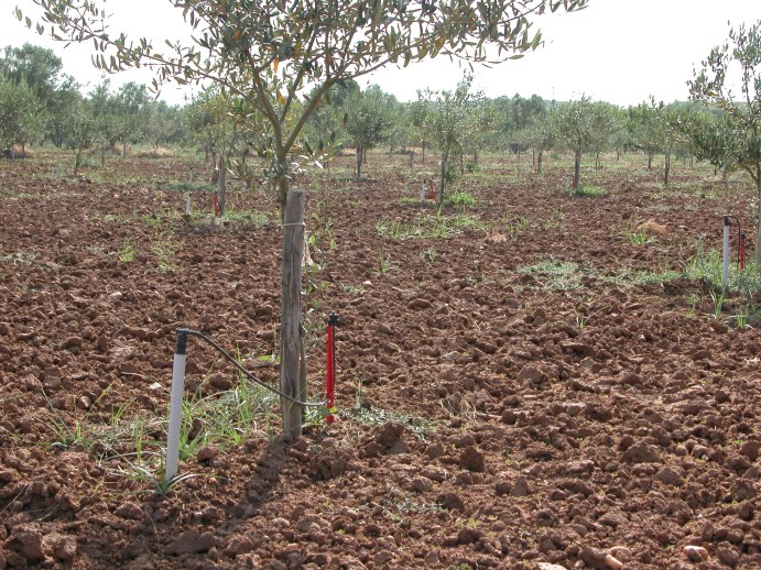 Αύξηση της γεωργίας που βασίζεται στη βροχή (rainfed agriculture), που σημαίνει αξιοποίηση φυτών, όπως χειμερινά σιτηρά των οποίων