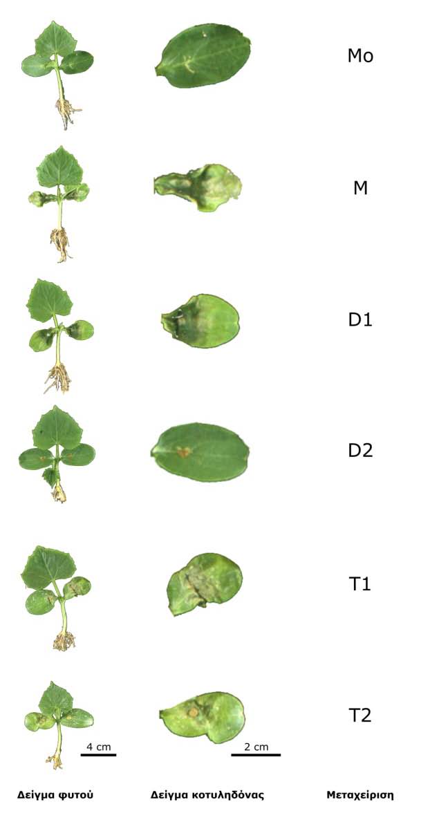υλικού του φυτού D. viscosa συγκέντρωσης 6 mg ml-1 ή του μυκητοκτόνου Teldor ίδιας συγκέντρωσης στην εξέλιξη της προσβολής καρπών του φυτού Cucumis sativus από τον φυτοπαθογόνο μύκητα B. cinerea.