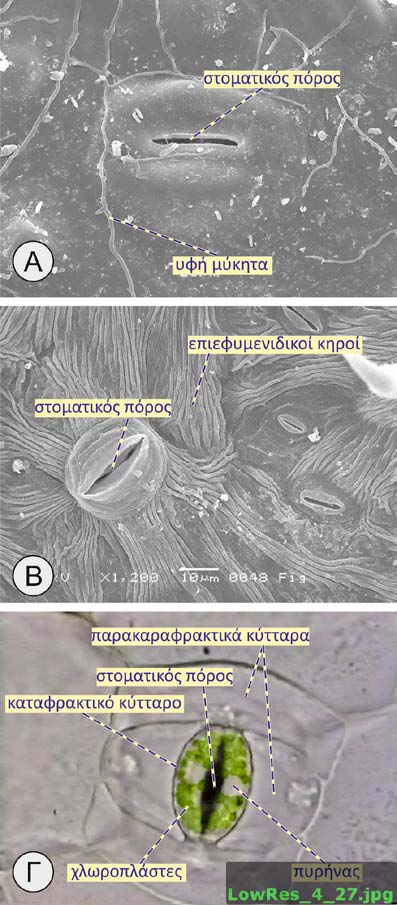 Εικόνα 7. (Η.Μ.Σ.). Μορφολογία στομάτων. Στην Α διακρίνονται επίσης υφές μυκήτων που προσπαθούν να εισχωρήσουν στο εσωτερικό του φύλλου.
