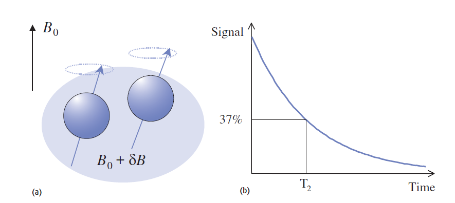 Εικόνα 1.18: (a) Αλλαγή του μαγνητικού πεδίου δύο πρωτονίων όταν έρθουν πολύ κοντά (b) Λόγω τυχαίων αλληλεπιδράσεων των πρωτονίων, το διάνυσμα της εγκάρσιας μαγνήτισης διασπάται στο μηδέν, εκθετικά.