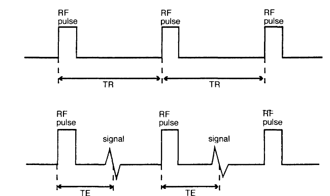Ο echo χρόνος (echo time, TE) είναι ο χρόνος από την εφαρμογή του RF παλμού μέχρι την κορυφή του σήματος που επάγεται από το πηνίο και μετριέται, και αυτός, σε ms.
