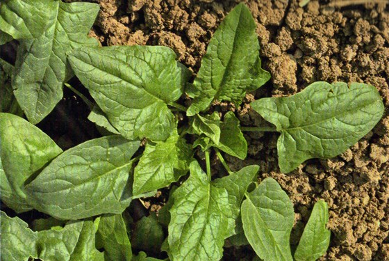 Σπανάκι Spinacia oleracea L. οικ. Chenopodiaceae Το ζπανάκι: θαιιηεξγείηαη γηα ηα θύιια ηνπ ζπέξλεηαη απ επζείαο ζην ρσξάθη γηα ηε ζπνξά ελόο ζηξέκκαηνο ρξεηάδνληαη 2-3 θηιά ζπόξνπ 100.000-150.