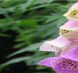 Digitalis