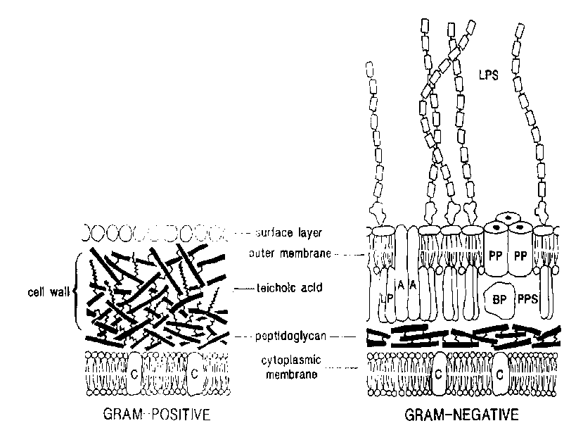 Μηχανισμός Δράσης 1/2 CH 3 OH CH 3 thymol H 3 C CH