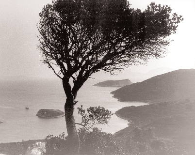 φικά δεδομένα του 1970, προκύπτει ότι περίπου το 90% των επιφανειακών πινακίων και το 1/3 των ορατών αμφορέων έ- χουν ανελκυσθεί και ότι μόνο το 5% της συνολικής έκτασης του ναυαγίου έχει α- νασκαφεί