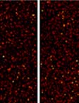 SEM του οξειδίου PtP 0.5 Ir 0.5 O 2.