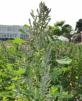 3 Κεφάλαιο Τρίτο - Μεθοδολογία 3.1 Εισαγωγή Σε εγκατεστημένο πειραματικό αγρό του Γεωπονικού Πανεπιστημίου Αθηνών (Γ.Π.Α) με καλλιέργεια κουινόας (Chenopodium quino Willd.) (Εκόνα 3.