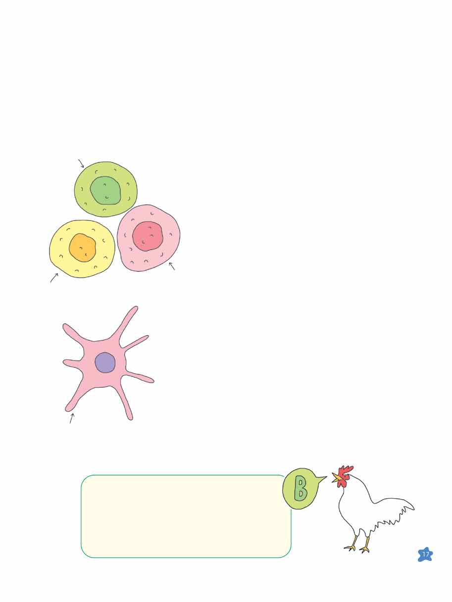 Η ποικιλία των κυττάρων του Ανοσιακού Συστήματος Ας δούμε τώρα μερικά από τα διαφορετικά κύτταρα που απαρτίζουν το Ανοσιακό Σύστημα (να θυμόμαστε ότι αυτά είναι λευκά αιμοσφαίρια).