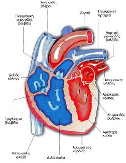 ΚΑΡΔΙΑΚΟΣ ΚΥΚΛΟΣ Συστολή Η φάση που ο καρδιακός μυς συστέλλεται. Ηλεκτρική και μηχανική αλλαγή: αλλαγή στην πίεση των τοιχωμάτων και στον όγκο του αίματος που βρίσκεται εκεί.