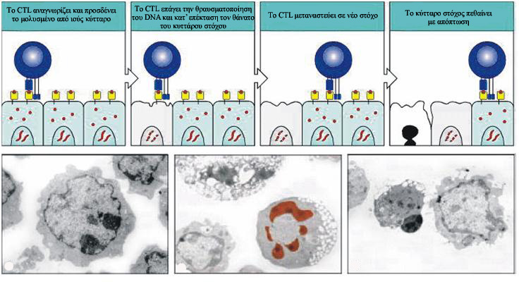 ΕΙΣΑΓΩΓΗ Όταν το CTL έρθει σε επαφή με το κύτταρο στόχο, προσανατολίζει το σύστημα Golgi προς το σημείο της επαφής και ελευθερώνει τοπικά το περιεχόμενο των λυτικών του οργανιδίων.