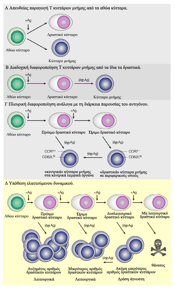 ΕΙΣΑΓΩΓΗ Σχήμα 17: Μοντέλα διαφοροποίησης Τ λεμφοκυττάρων μνήμης (Kaeck et al., 2002).