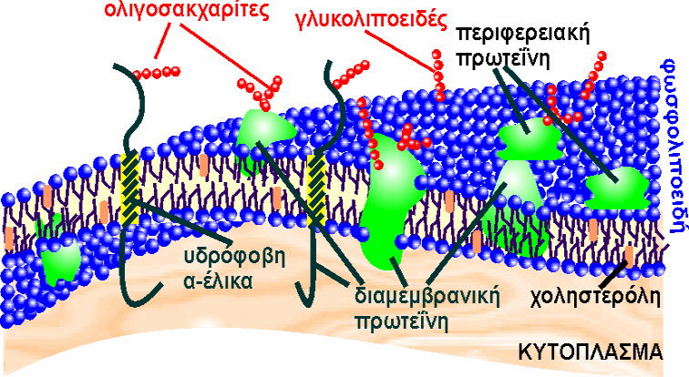 Η ασύµµετρη αυτή κατανοµή φαίνεται ότι συνδέεται µε µεµβρανικές λειτουργίες, όπως για παράδειγµα στη περικυτταρική µεµβράνη: γλυκοπρωτεΐνες της εξωτερικής επιφάνειας (οι