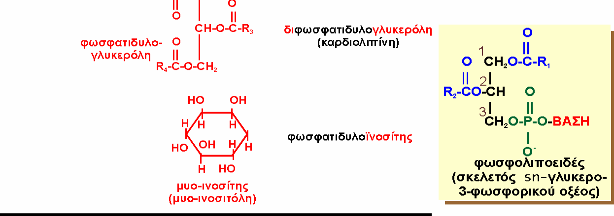 Γλυκεριvoύχα φωσφoλιπoειδή