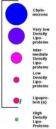 Κατηγορίες Λιπαρών Υλών - Στερόλες, Κηροί, Τοκοφερόλες Χυλομικρά Πολύ μικρής πυκνότητας λιποπρωτεΐνες (VLDL) Χοληστερόλη Αποπρωτεΐνη Μονή στοιβάδα φωσφολιπιδίων και χοληστερόλης