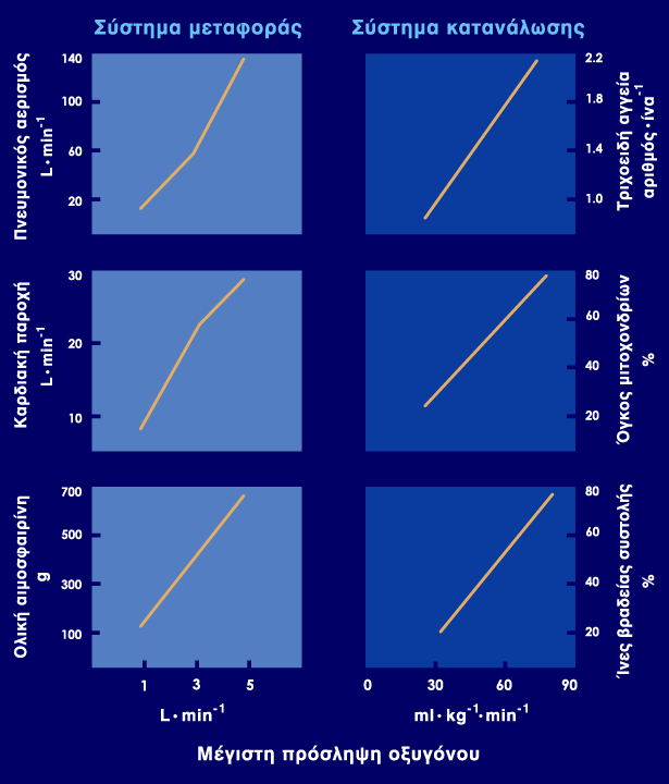Προσαρμοστικότητα όλων των δομών και λειτουργιών του οργανισμού για την αερόβια παραγωγή ενέργειας κατά τη μέγιστη μυϊκή προσπάθεια.