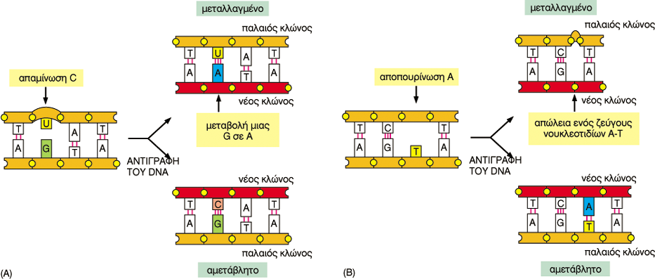 Αιτίες µεταβολών του DNA στα κύτταρα ραστικά παραπροϊόντα του µεταβολισµού µεταβάλουν την ιδιότητα σχηµατισµού ζευγών Υπεριώδης ακτινοβολία του ήλιου οµοιοπολική σύνδεση δύο γειτονικών βάσεων
