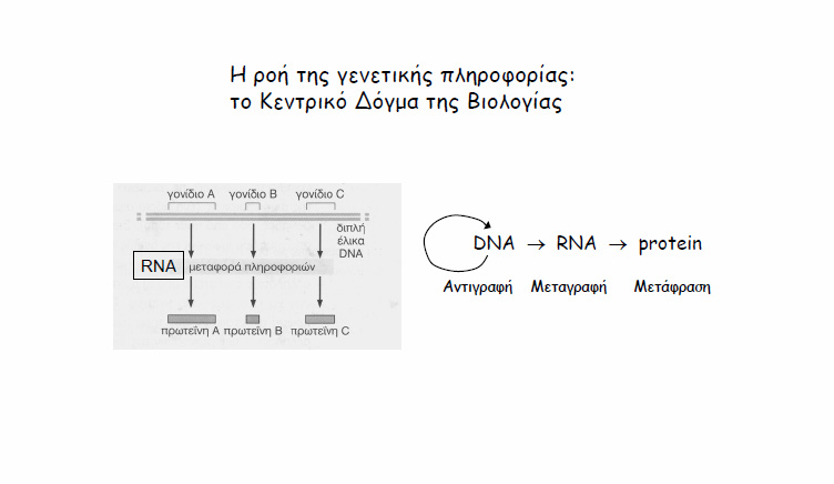 πληροφοριών είναι από το DNA στο RNA και από το RNA στις