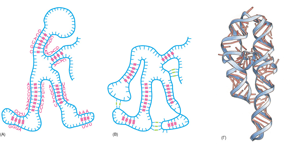 Το RNA µπορεί να σχηµατίσει ενδοµοριακά,, συµβατικά και µη συµβατικά ζεύγη βάσεων Οι σχηµατισµοί αυτοί επιτρέπου στο RNA να πτυχώνεται σε µία τρισδιάστατη δοµή η οποία καθορίζεται από την αλληλουχία