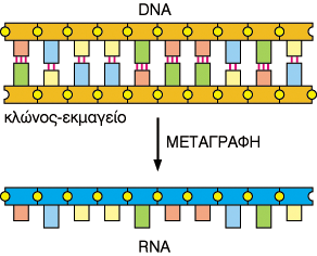 οµή µορίου RNA που εµπλέκεται στη συρραφή του RNA (γέφυρες = συµβατικό ζεύγος, σπασµένες γέφυρες = µη συµβατικό ζεύγος) Μεταγραφή (transcription) Η αντιγραφή του κατάλληλου γονιδίου σε µία αλληλουχία