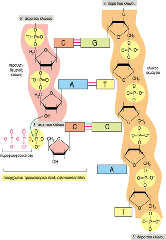 εισερχόµενα νουκλεοτίδια έχουν τη µορφή Τα εισερχόµενα νουκλεοτίδια έχουν τη µορφή τριφοσφωρικών νουκλεοσιδίων ATP,UTP,CTP,GTP Ηυδρόλυσητους παρέχει ενέργεια για την αντίδραση του πολυµερισµού 1