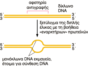 Το γενετικό µας υλικό αντιγράφεται µε εξαιρετική πιστότητα και ταχύτητα (1000 νουκλεοτίδια/sec) Ο ένας από τους δύο κλώνους λειτουργεί ως εκµαγείο (template) 1.