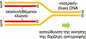 ΕΙΚΟΝΑ 11.5 Έναρξη της αντιγραφής στην E. coli. Η εναρκτήρια πρωτεΐνη DnaA προ- σδένεται στο oric (αντιγραφέας) και διεγείρει την αποδιάταξη του DNA.