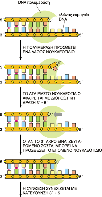 ΕΙΚΟΝΑ 11.8 Μοντέλο του σωµατίου αντιγραφής, του συµπλόκου των κύριων πρωτεϊνών της αντιγραφής, µε το DNA στην αντιγραφική διχάλα.