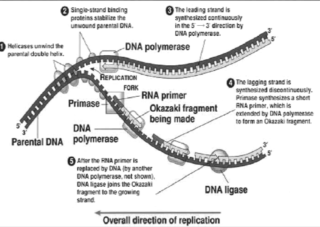 Πρωτεΐνες που συµµετέχουν στην αντιγραφή DNA πολυµεράση Πριµάση Λιγάση Ελικάση (helicase) Πρωτεΐνη που συνδέεται σε µονούς