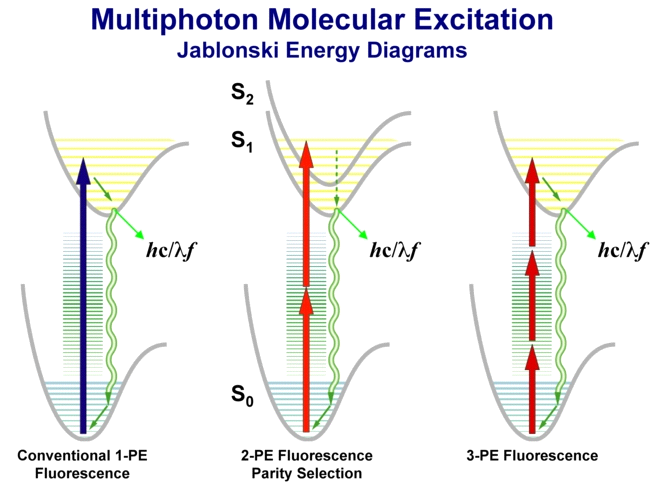 Πολύ-φωτονική (Multi-photon) Μικροσκοπία Σε πολύ ψηλές πυκνότητες φωτονίων, καθίσταται δυνατόν για δύο ή περισσότερα φωτόνια να απορροφούνται ταυτόχρονα Κάθε