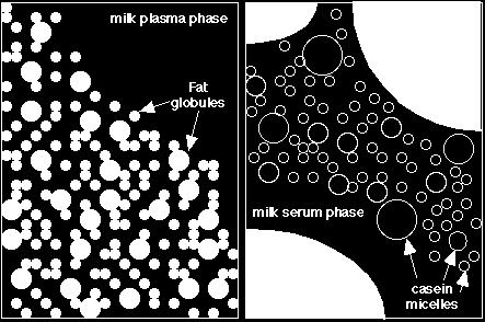 Γάλα milk plasma phase = πλάσμα του γάλακτος fat globules = λιποσφαίρια
