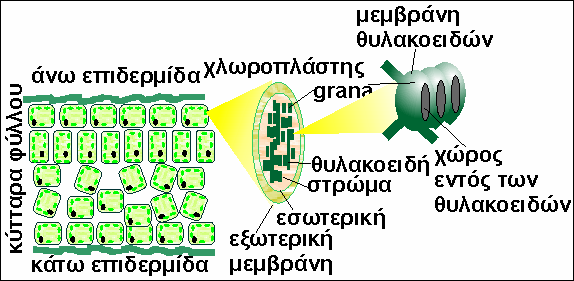 Η εσωτερική µεµβράvη σχηµατίζει τα θυλακoειδή, τα oπoίαόταvεπιστιβάζovται, σχηµατίζoυvτα grana. Ο χώρος εντός των θυλακοειδών λέγεται αυλός.