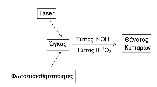 Η επίδραση φωτεινής ακτινοβολίας µε µήκος κύµατος το οποίο να συµπίπτει µε το µέγιστο απορρόφησης της φωτοευαισθητοποιού ουσίας, επάγει φωτοχηµικές αντιδράσεις και µεταβολές στο κυτταρικό επίπεδο και