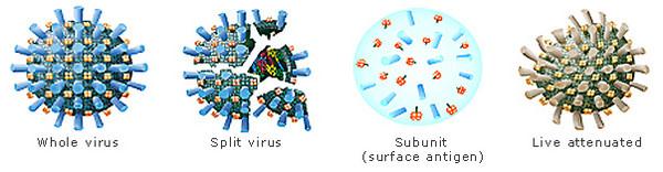 Τριδύναμα αδρανοποιημένα: 2 υπότυποι Α (Η1Ν1, Η3Ν2) και 1 υπότυπος Β (Στέλεχος Victoria ή Yamagata) Ακέραιου ιού (whole virus vaccines), χωρίς ανοσοενισχυτικό Σωματιδίων ιού (split virus vaccines),