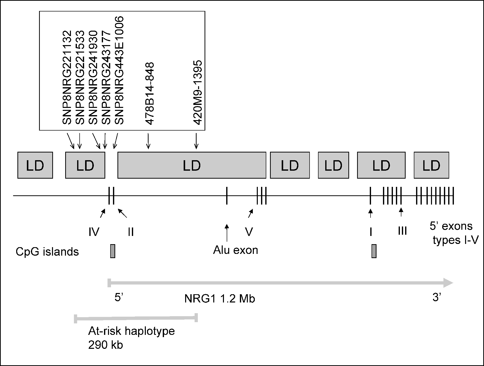 Neuregulin1και καισχιζοφρένεια Πρώτη ανακοίνωση:stefansson et al. 2002. Απλότυπος συχνότερος σε ασθενείς απο την Ισλανδία, Σκωτία, Αγγλία και Κίνα (14.4% vs 7.