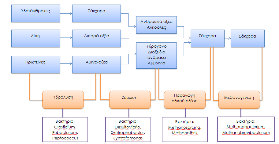 Εικόνα 6.3: Βήματα Αναερόβιας Χώνευσης.