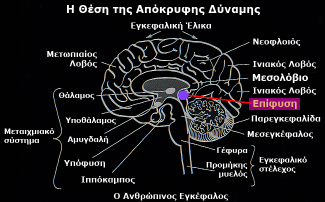 Η επίφυση είναι το μέρος του εγκεφάλου που ενδυναμώνει αυτό που είναι γνωστό ως η "έκτη αίσθηση" και άλλες παραφυσικές ικανότητες. Είναι επίσης το κέντρο της αίσθησης της ευτυχίας.