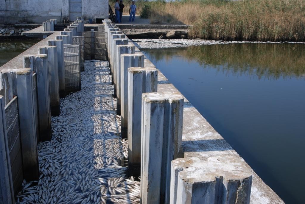 Σελίδα 10 Μαζική θανή ψαριών στην Λίμνη Ισμαρίδα Ο Φορέας Διαχείρισης Δέλτα Νέστου Βιστωνίδας - Ισμαρίδας, ενημερώθηκε την Δευτέρα 2-9-2013 από συνεργάτες του Δημοκρίτειου Πανεπιστημίου Θράκης, που