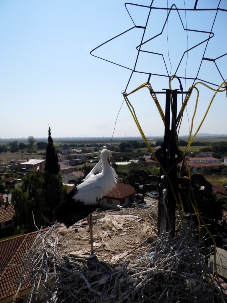 Σελίδα 8 Απεγκλωβισμός Λευκού Πελαργού (Ciconia ciconia) στην Γενισσέα Ξάνθης Με επιτυχία ολοκληρώθηκε η προσπάθεια απεγκλωβισμού νεαρού Λευκού Πελαργού (Ciconia ciconia) από το καμπαναριό του Ιερού