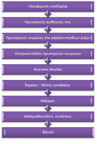 Πολύ σημαντική είναι η δράση των ανασταλτικών νευροδιαβιβαστών οι οποίοι ενισχύουν τις κατιούσες ανασταλτικές οδούς του πόνου, δηλαδή συντελούν στη μειωμένη αντίληψη του πόνου.