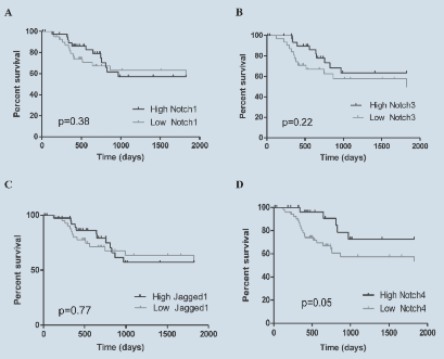 Original Research / 27 Figure 3. Kaplan-Meier survival curves comparing overall survival estimations between low and high Notch1 (A), Notch3 (B), Jagged1 (C) and Notch4 (D) groups.