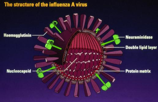 Εισαγωγή Gardasil Στοιχεία από τη βάση δεδομένων 52.