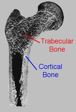 Τύποι Οστού Φλοιϊκό οστό συνιστά το 80% του σκελετού, αλλά μόνον το 20% της συνολικής επιφάνειας περίπου το 3% του
