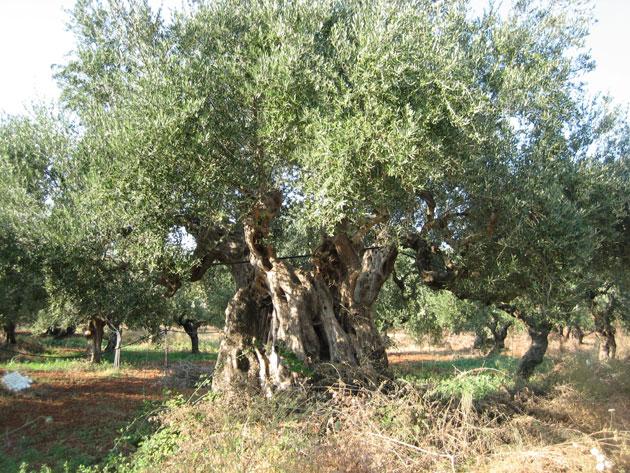 Άρδευση Ελιάς Αρδεύεται περίπου το 20% των ελαιώνων, με συστήματα στάγδην άρδευσης